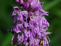 Dactylorhiza fuchsii